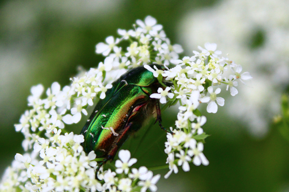 Cetonia aurata - aranyos virágbogár