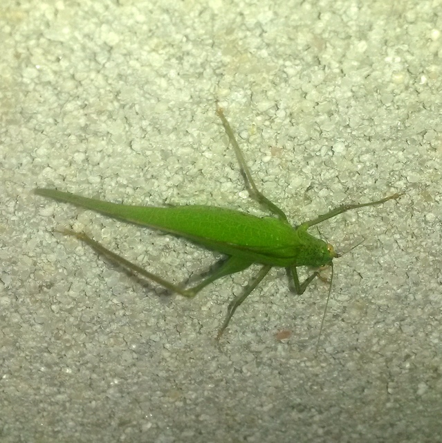 Phaneroptera