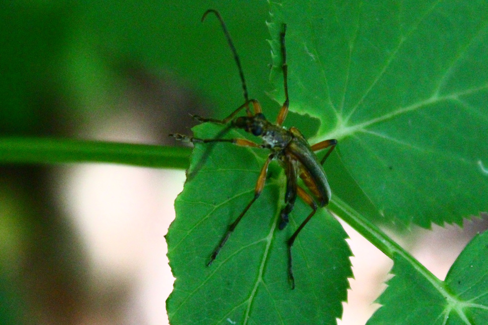 Stenocorus meridianus - fűz-gyökércincér