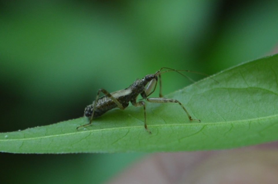Nabidae - tolvajpoloskák