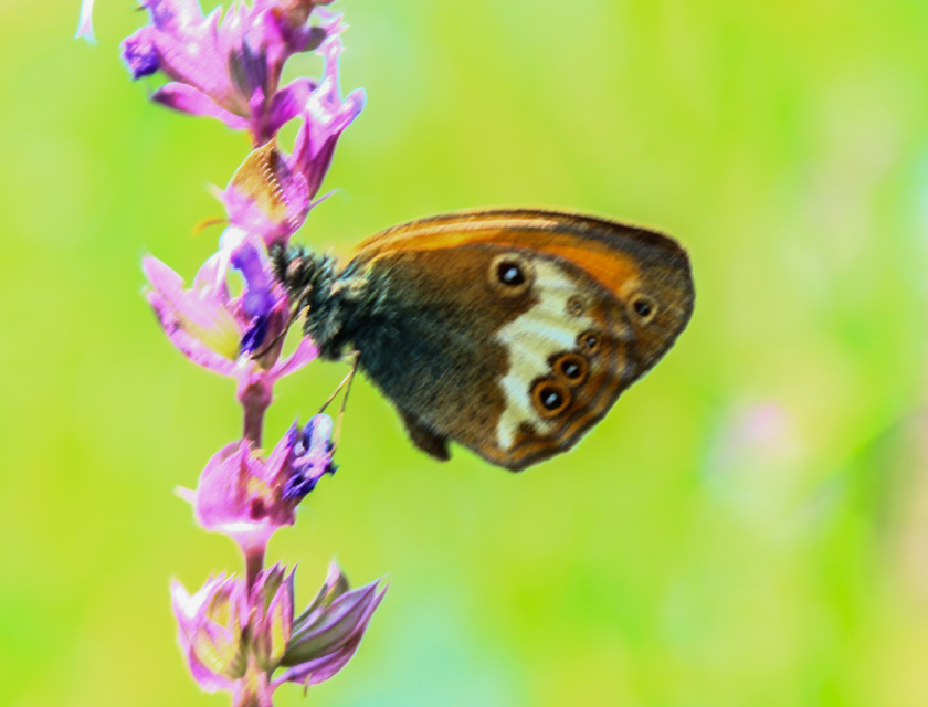 Coenonympha arcania - fehéröves szénalepke