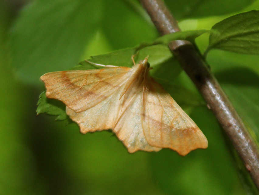 Ennomos quercinaria - tölgyfa-levélaraszoló
