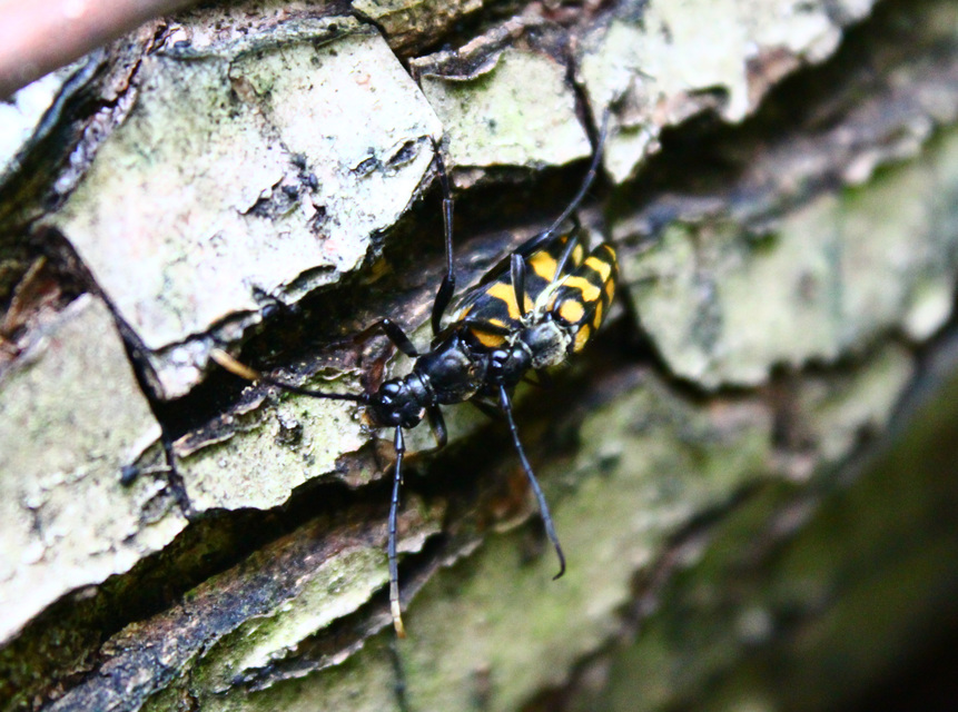 Leptura quadrifasciata - feketeszőrű szalagoscincér