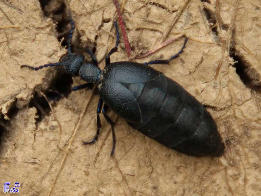 Meloe proscarabaeus - közönséges nünüke