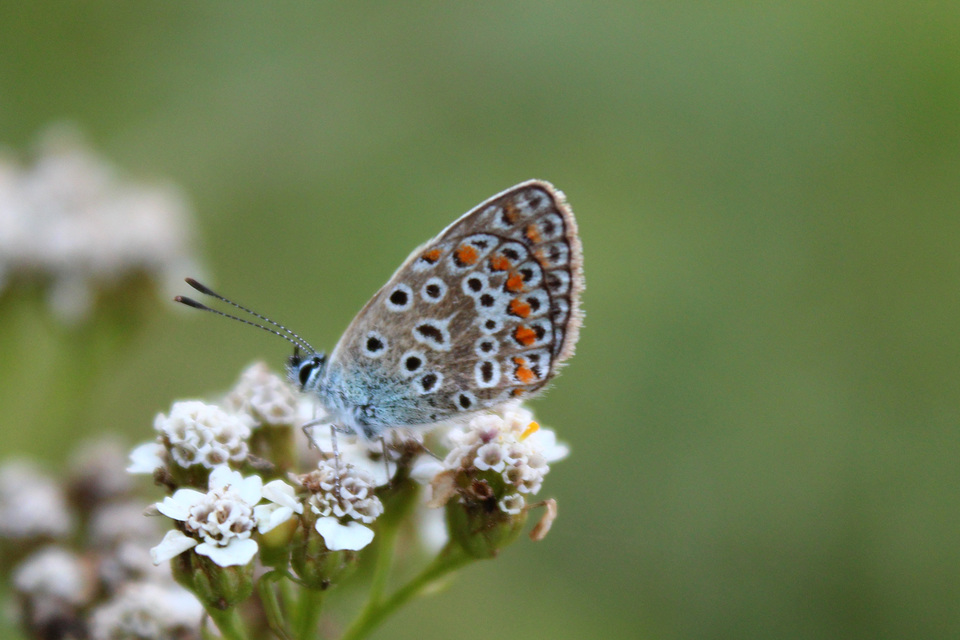 Polyommatus icarus - közönséges boglárka