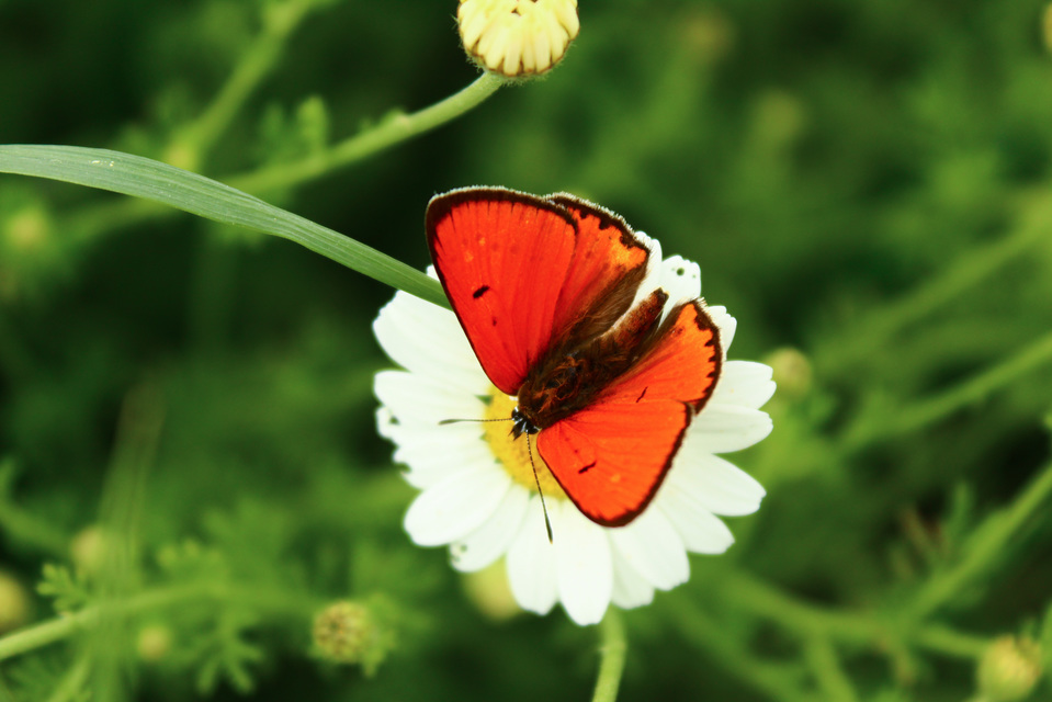 Lycaena dispar rutilus - nagy tűzlepke