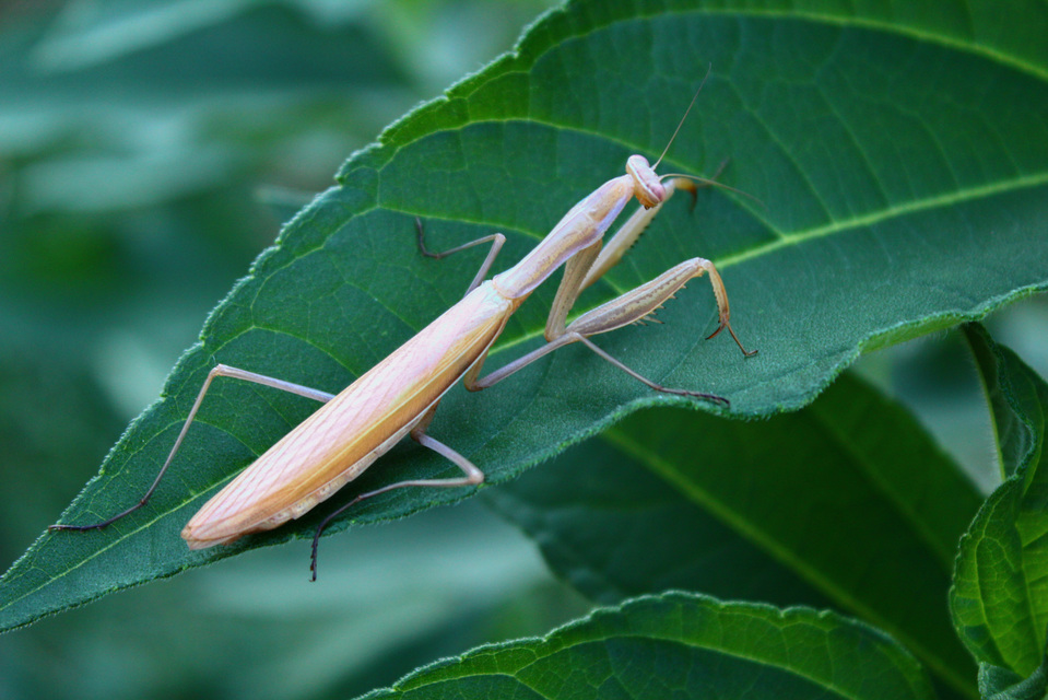 Mantis religiosa - imádkozósáska