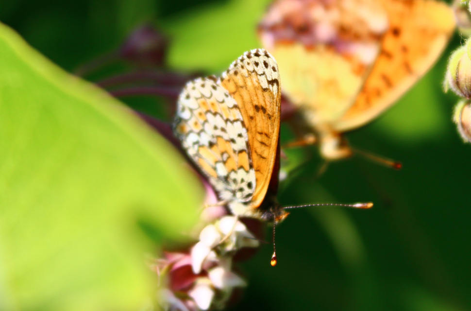 Melitaea cinxia - réti tarkalepke