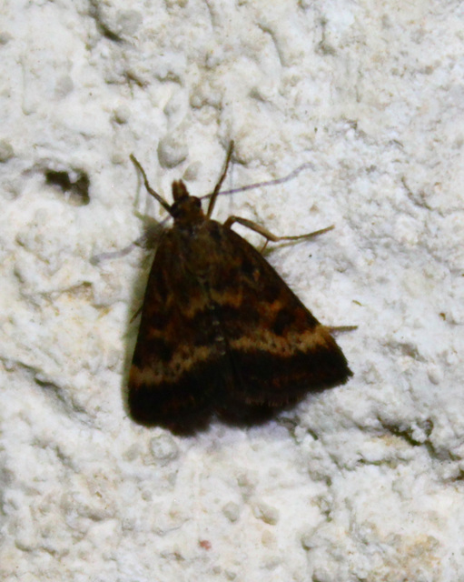 Pyrausta despicata - réti bíbormoly