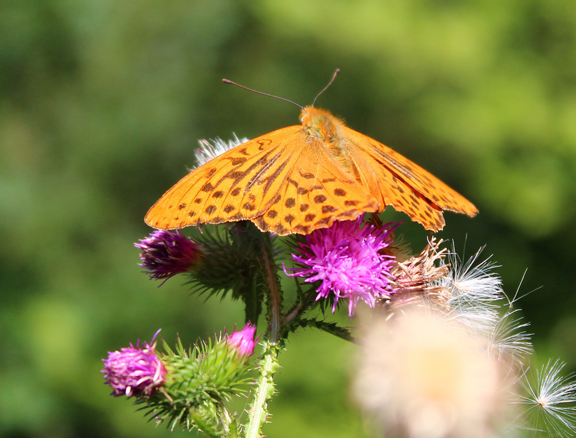 Argynnis paphia - nagy gyöngyházlepke