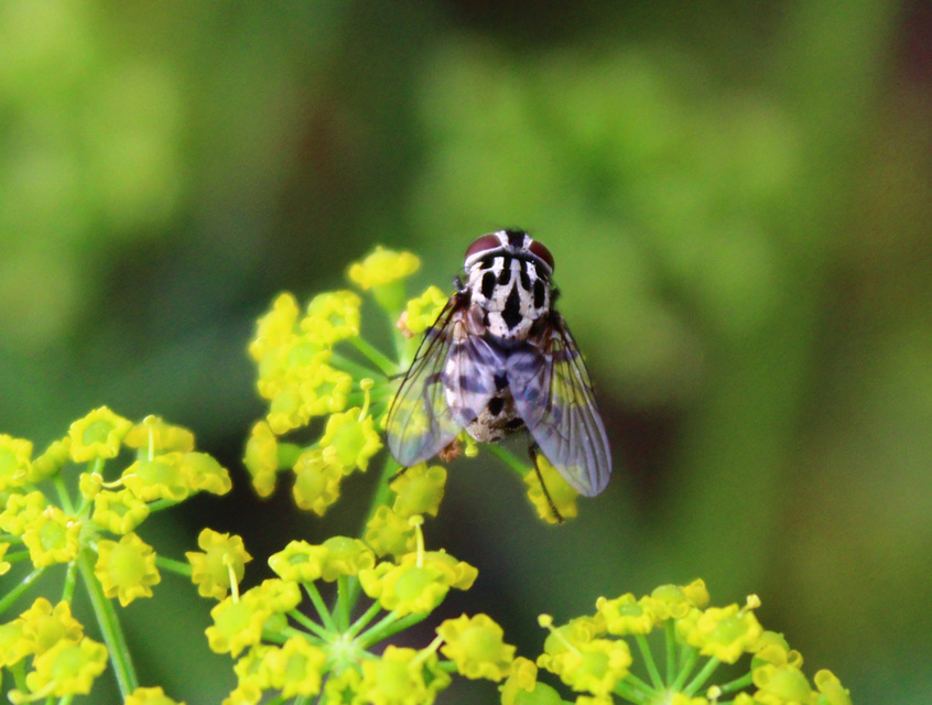Graphomya maculata