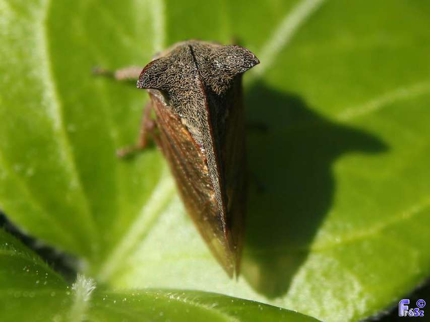 Centrotus cornutus - szarvaskabóca Centrotus cornutus - szarvaskabóca