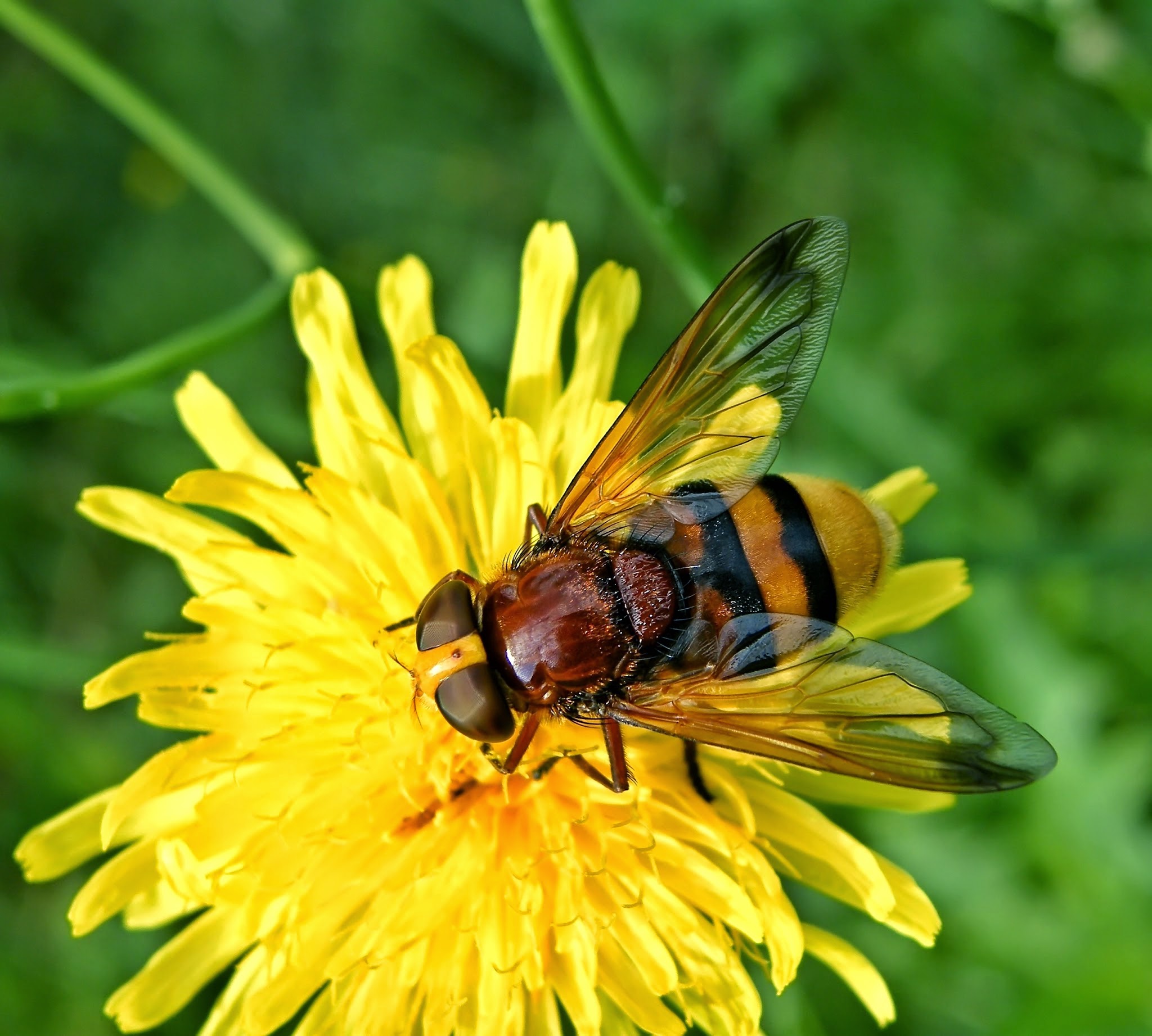 Volucella zonaria - kétöves pihelégy