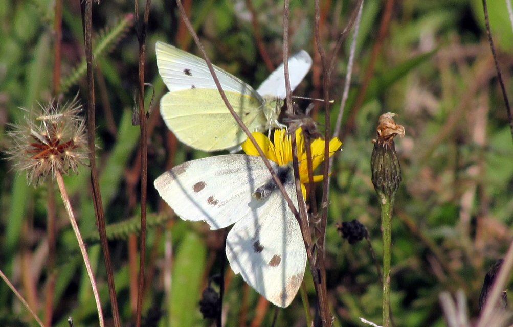 Pieris rapae - répalepke