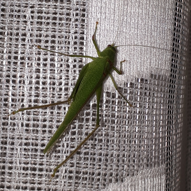 Phaneroptera