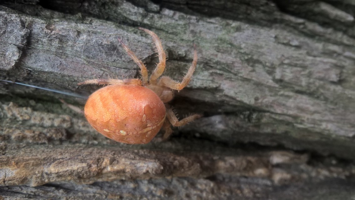 Araneus diadematus - koronás keresztespók