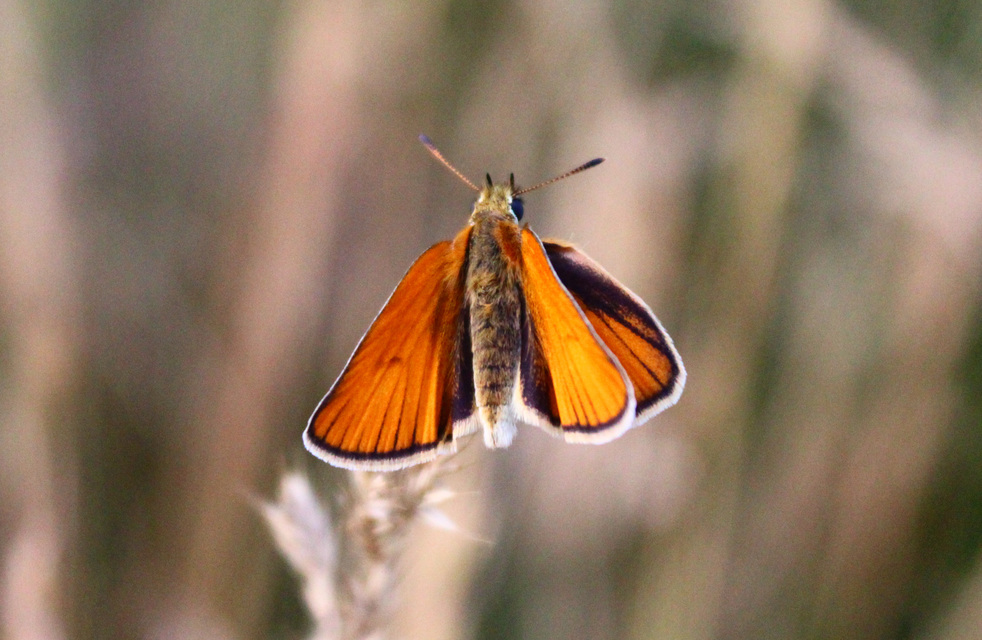 Thymelicus lineola - vonalas busalepke