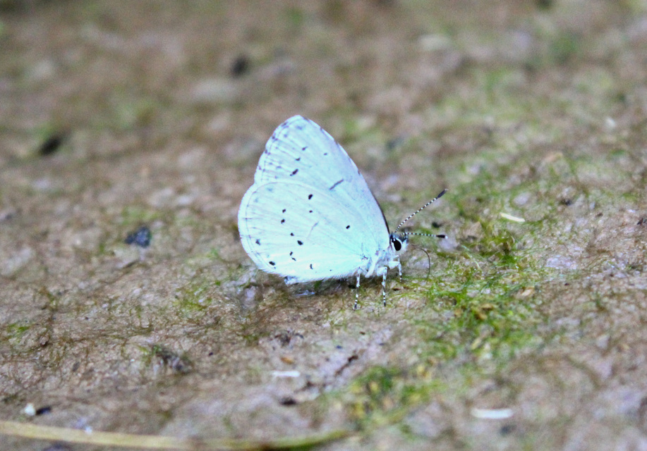 Celastrina argiolus - bengeboglárka