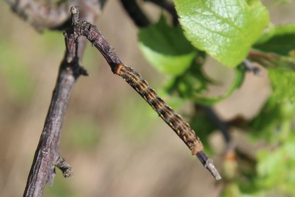 Erannis defoliaria - nagy téliaraszoló
