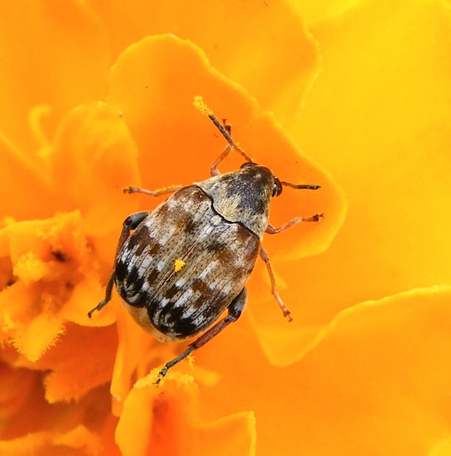 Megabruchidius tonkineus - tarka lepényfazsizsik