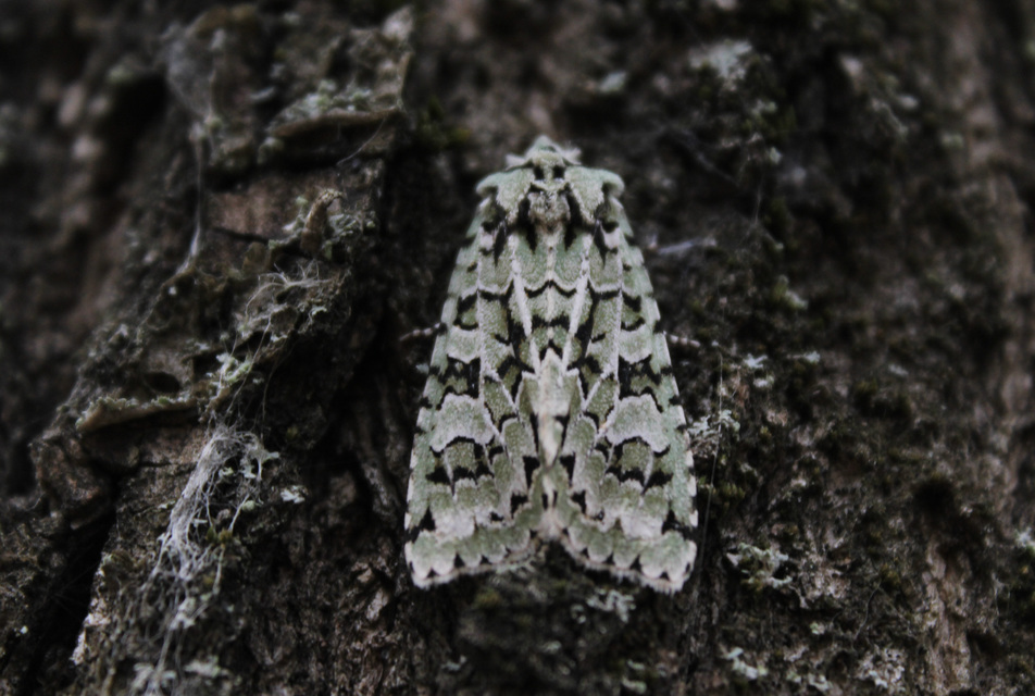 Griposia aprilina - őszi zöldbagoly
