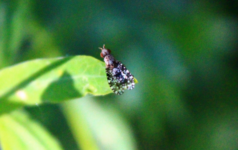 Trypetoptera punctulata - pirosszemű szarvaslégy