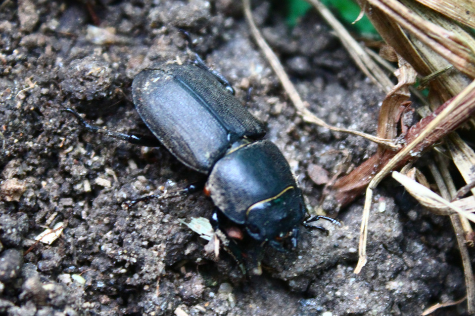 Dorcus parallelipipedus - kis szarvasbogár
