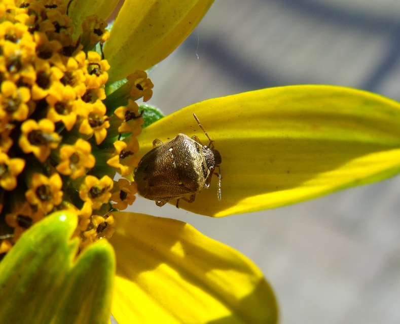 Eysarcoris ventralis - fakó feketefejű-poloska Eysarcoris ventralis - fakó feketefejű-poloska