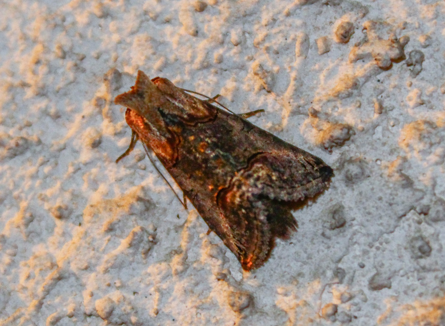 Abrostola asclepiadis - barnaövű csalánbagoly