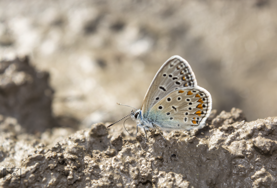 Polyommatus icarus - közönséges boglárka