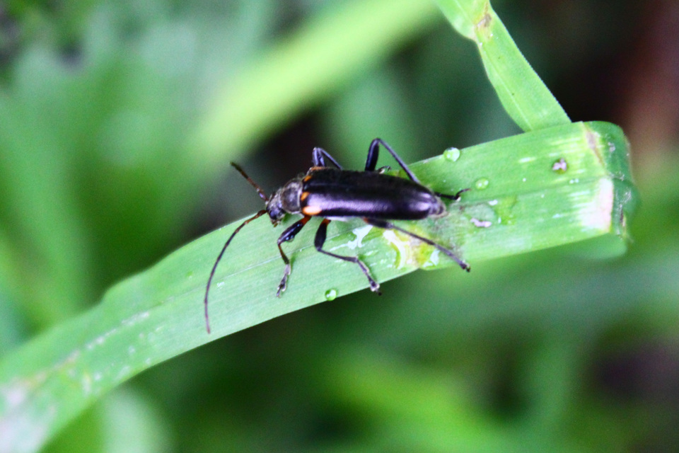 Cortodera humeralis - négyfoltos cserjecincér