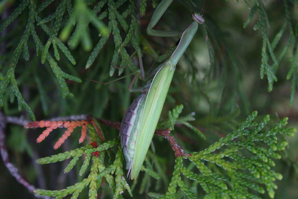 Mantis religiosa - imádkozósáska