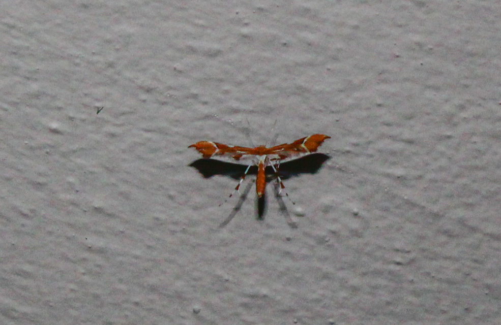 Cnaemidophorus rhododactyla - rózsabogyó-tollasmoly