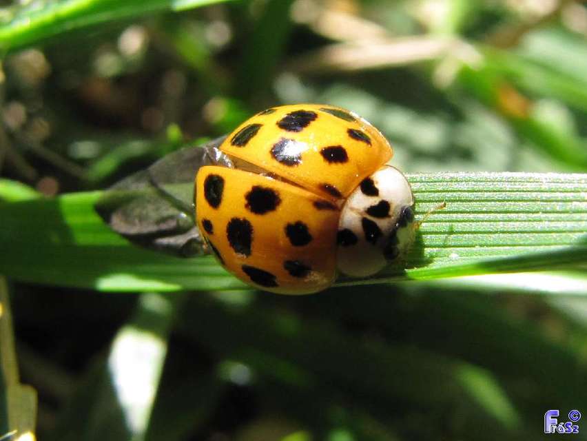 Harmonia axyridis - harlekinkatica