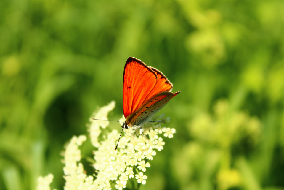 Lycaena dispar rutilus - nagy tűzlepke
