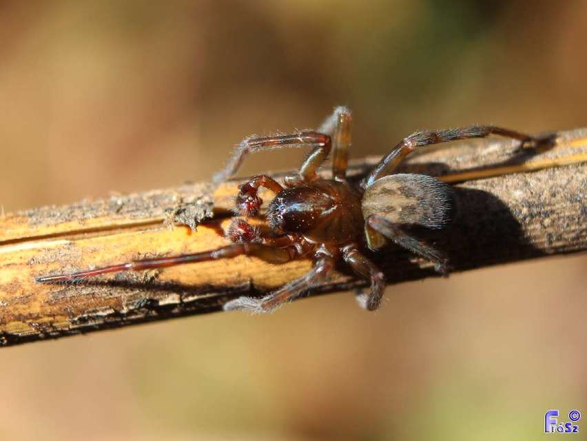 Amaurobius ferox - nagy eretnekpók