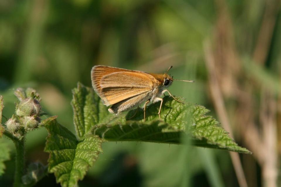 Thymelicus lineola - vonalas busalepke