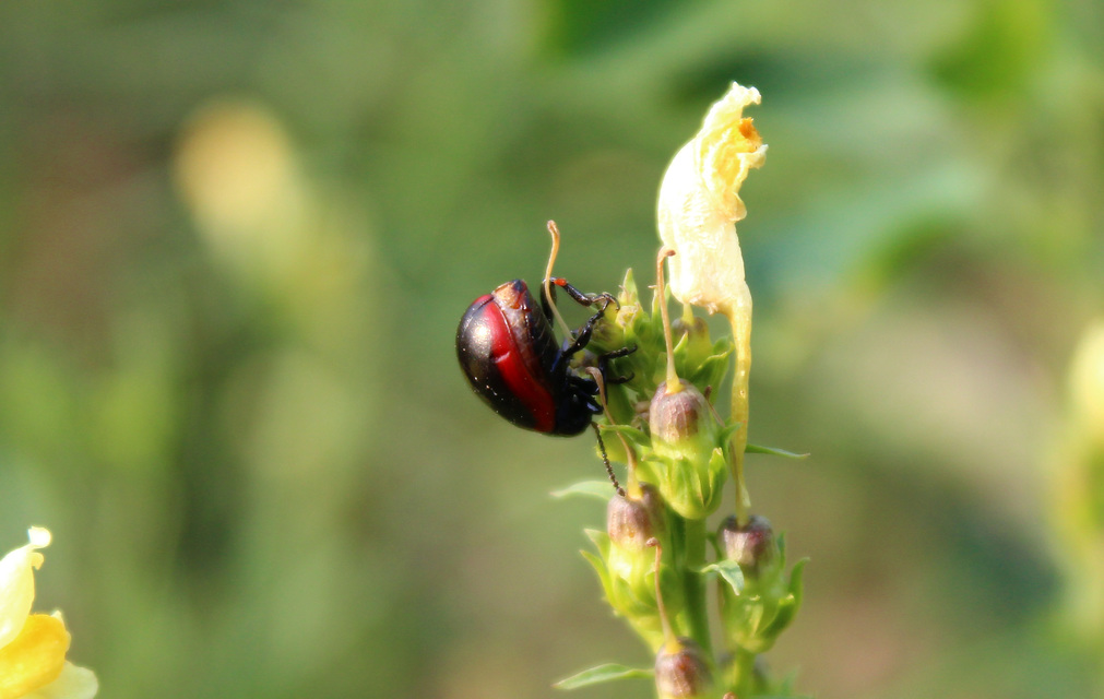 Chrysolina limbata - keretes levélbogár