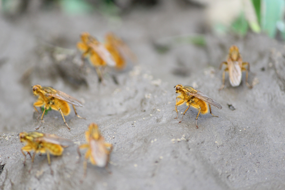 Scathophaga stercoraria - közönséges trágyalégy
