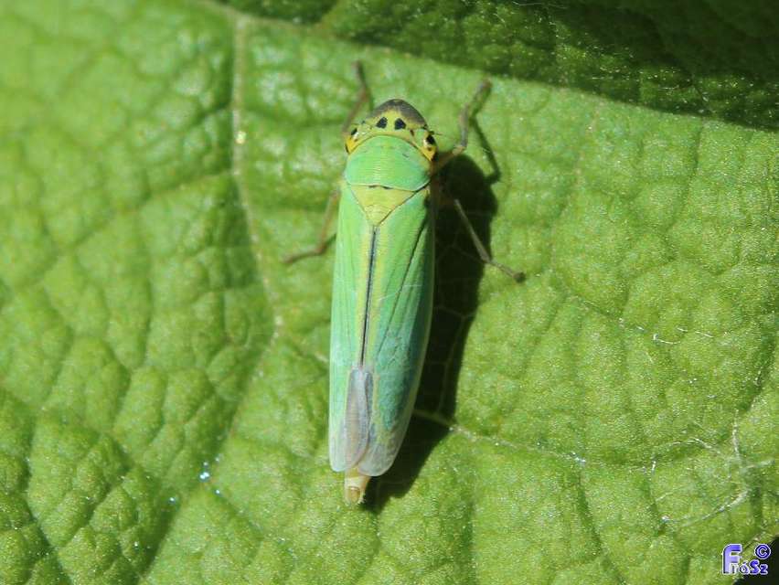Cicadella viridis - méregzöld kabóca Cicadella viridis - méregzöld kabóca