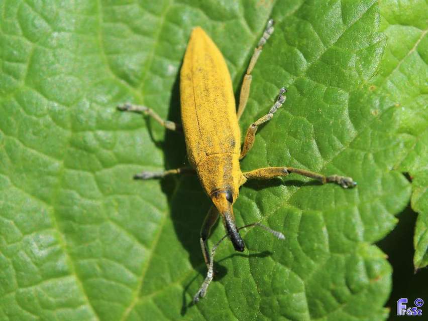 Lixus iridis - bürökfúró dudvabarkó