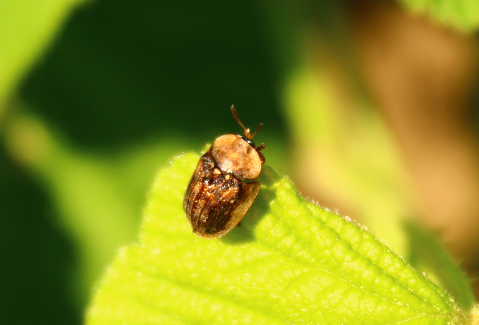 Hypocassida