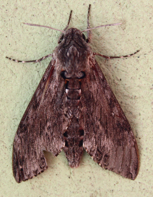 Agrius convolvuli - szulákszender