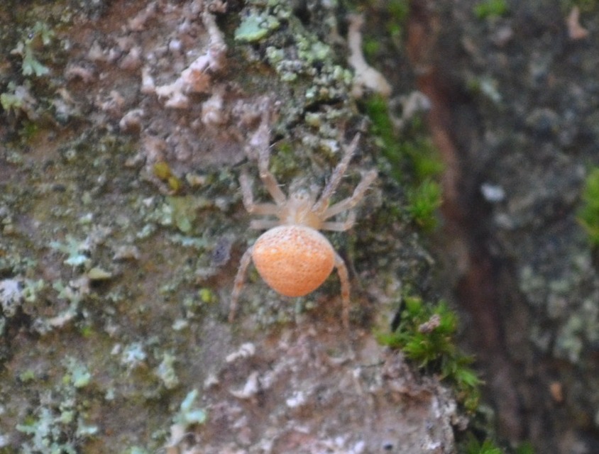 Araneus