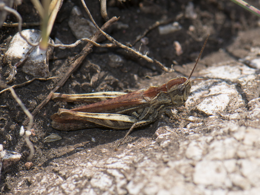 Chorthippus (Glyptobothrus) (subgenus)