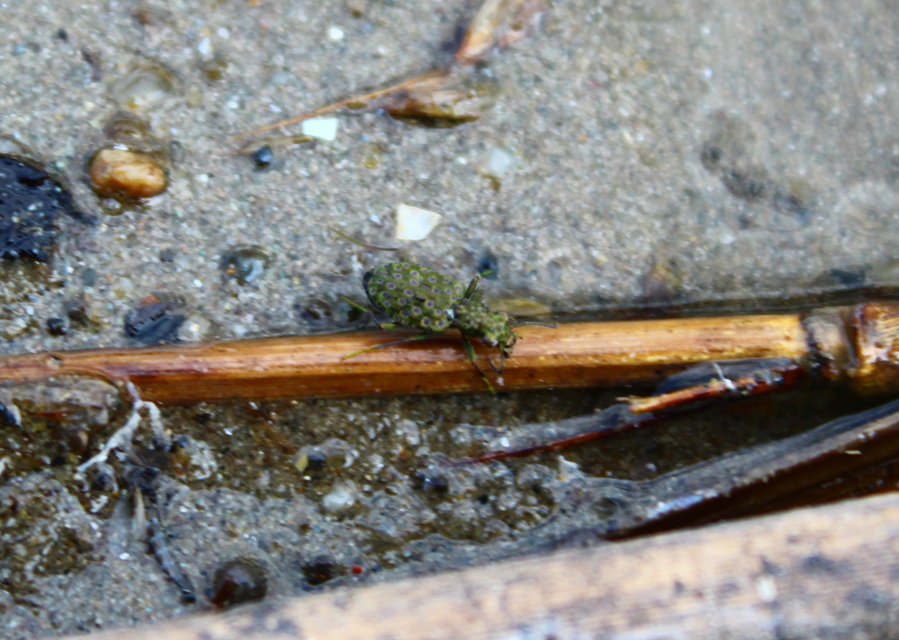 Elaphrus riparius - közönséges iszapfutó
