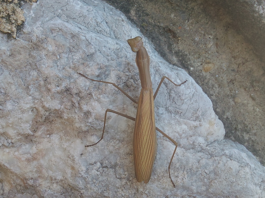 Mantis religiosa - imádkozósáska