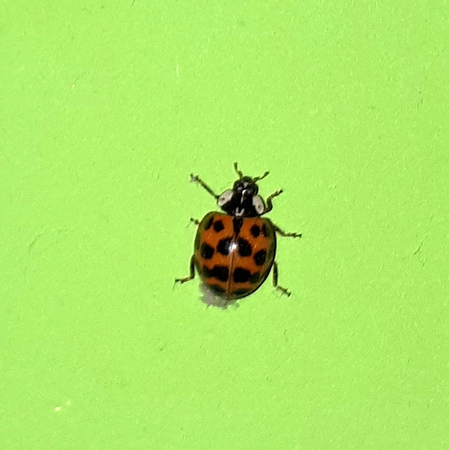 Harmonia axyridis - harlekinkatica
