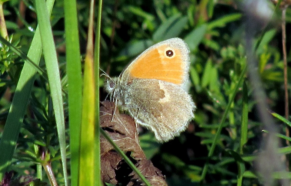 Coenonympha pamphilus - kis szénalepke