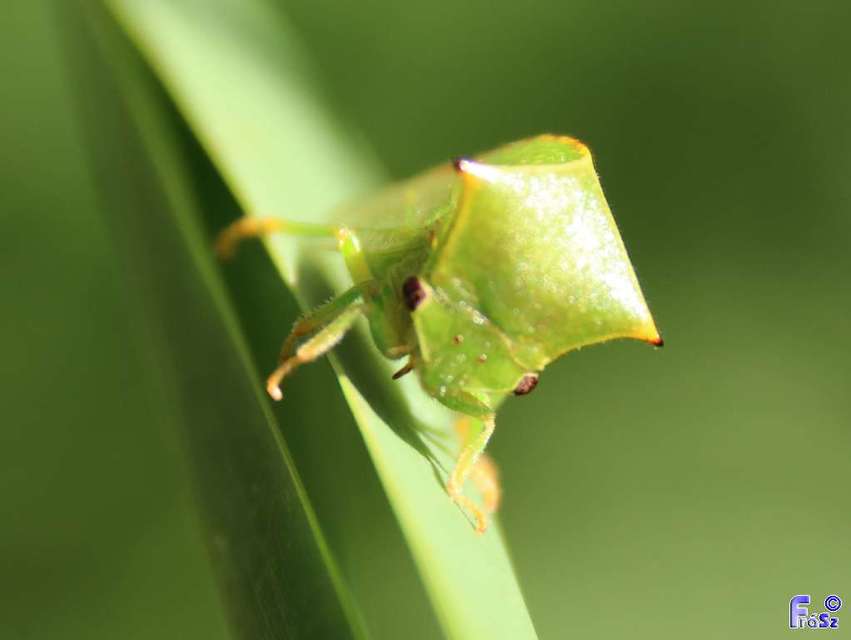 Stictocephala bisonia - bivalykabóca Stictocephala bisonia - bivalykabóca
